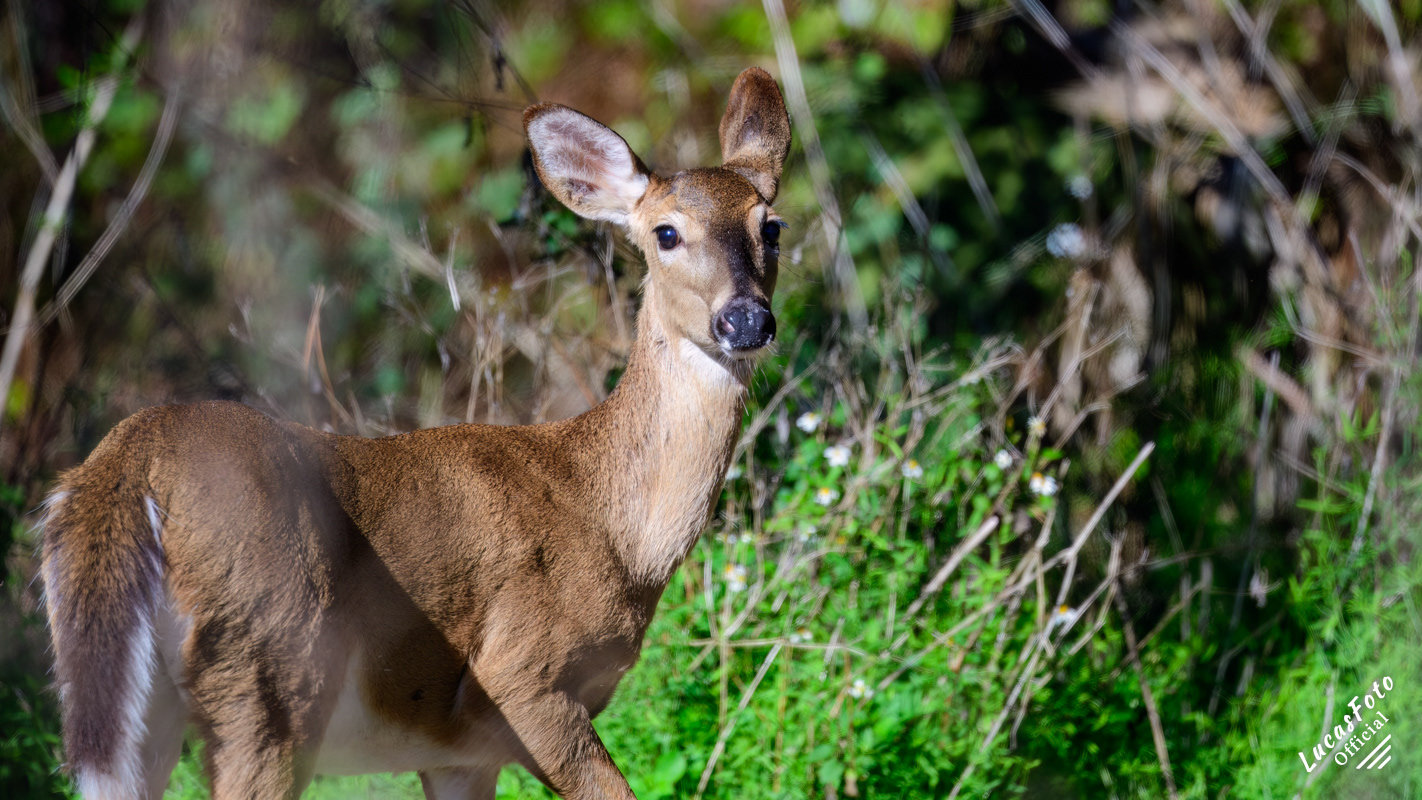 Whitetail