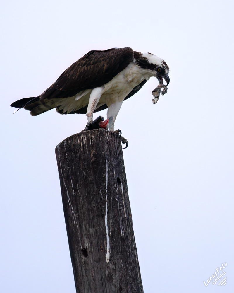Osprey