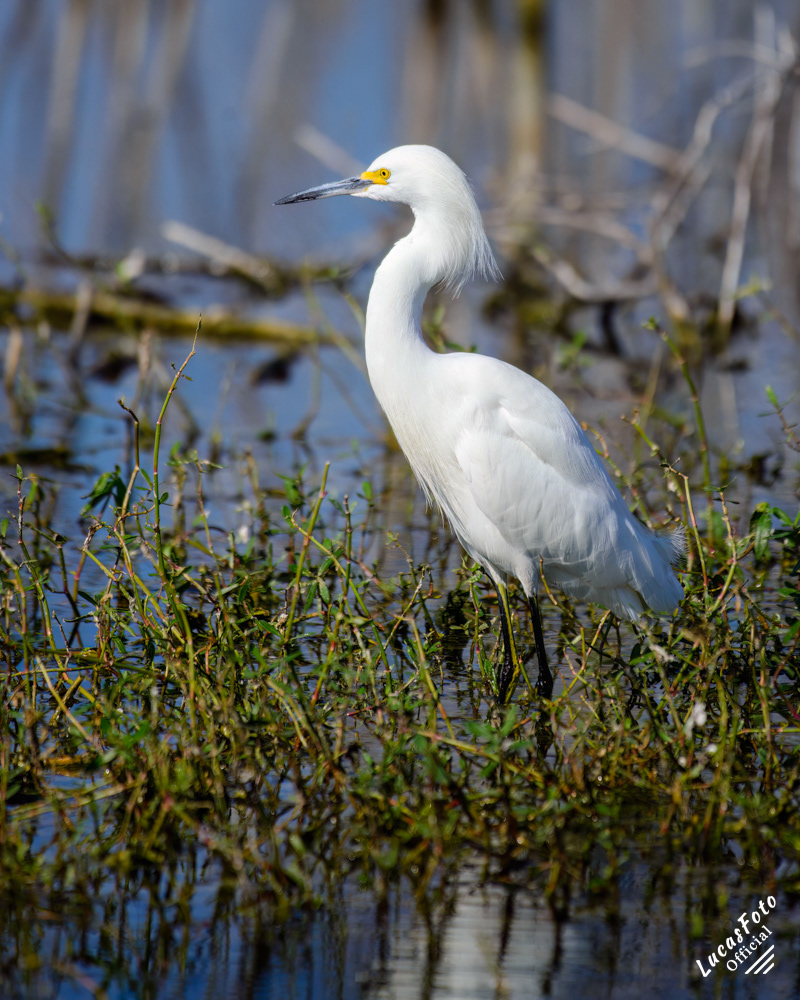 Snowy Egret