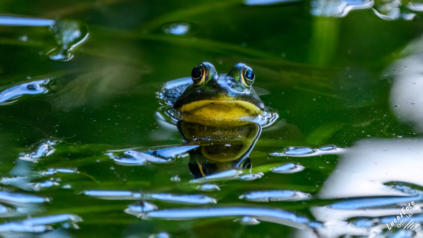 Pig Frog
