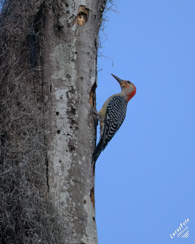 Red-bellied Woodpecker