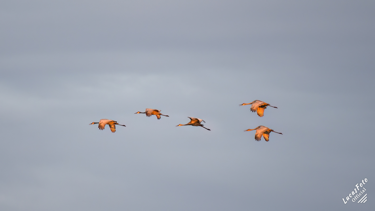 Sandhill Crane