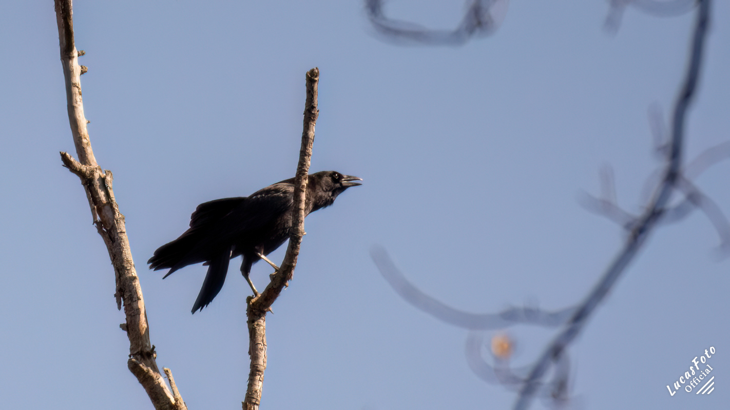 American Crow