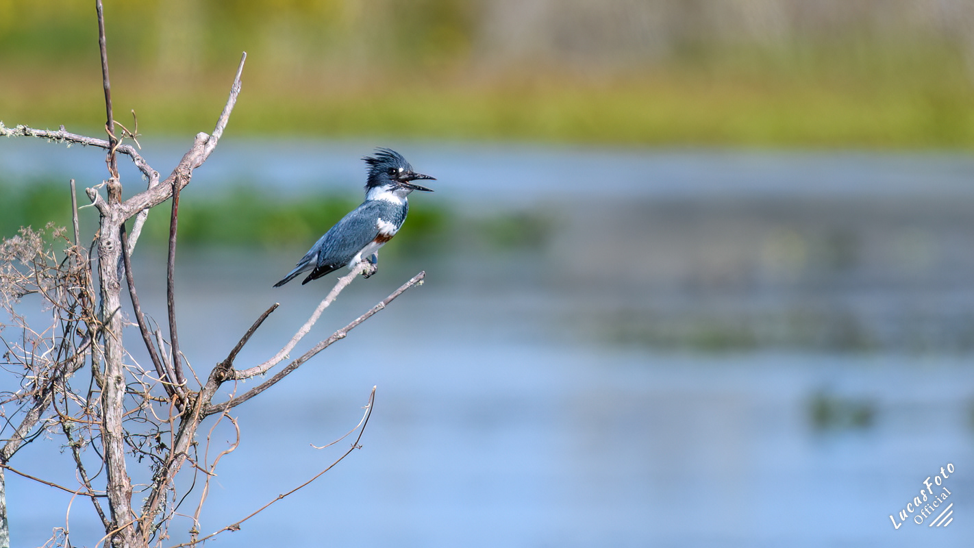 Belted Kingfisher