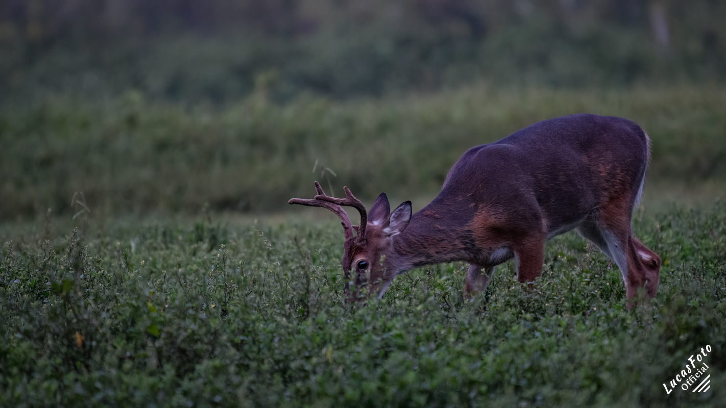 Whitetail