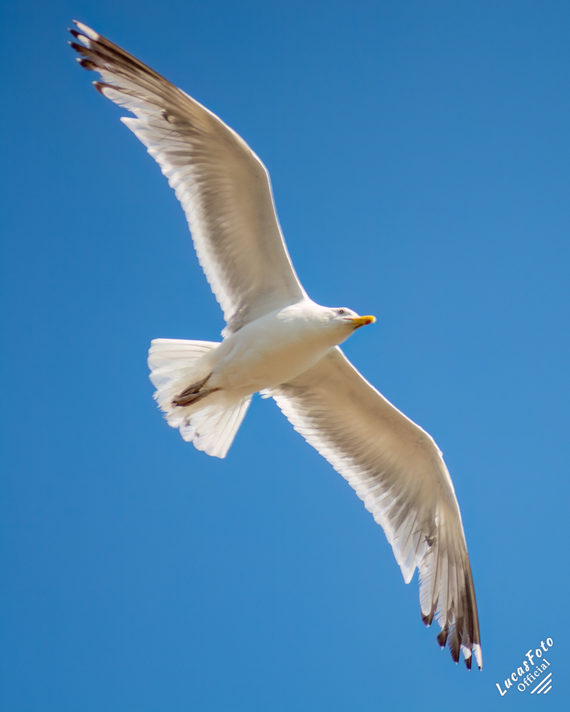 Herring Gull