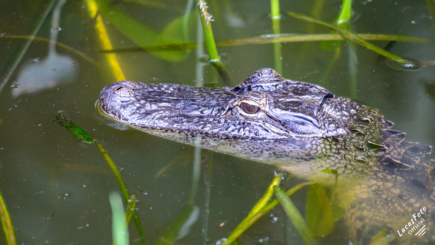 Alligator