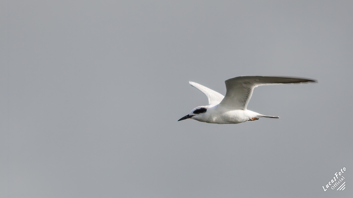 Forster's Tern