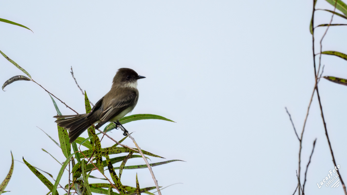 Eastern Phoebe
