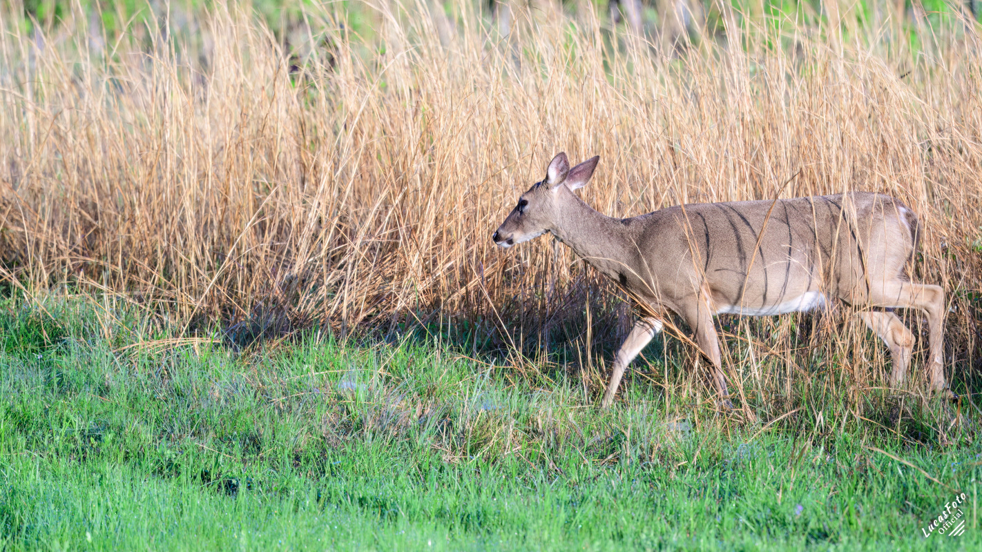 Whitetail