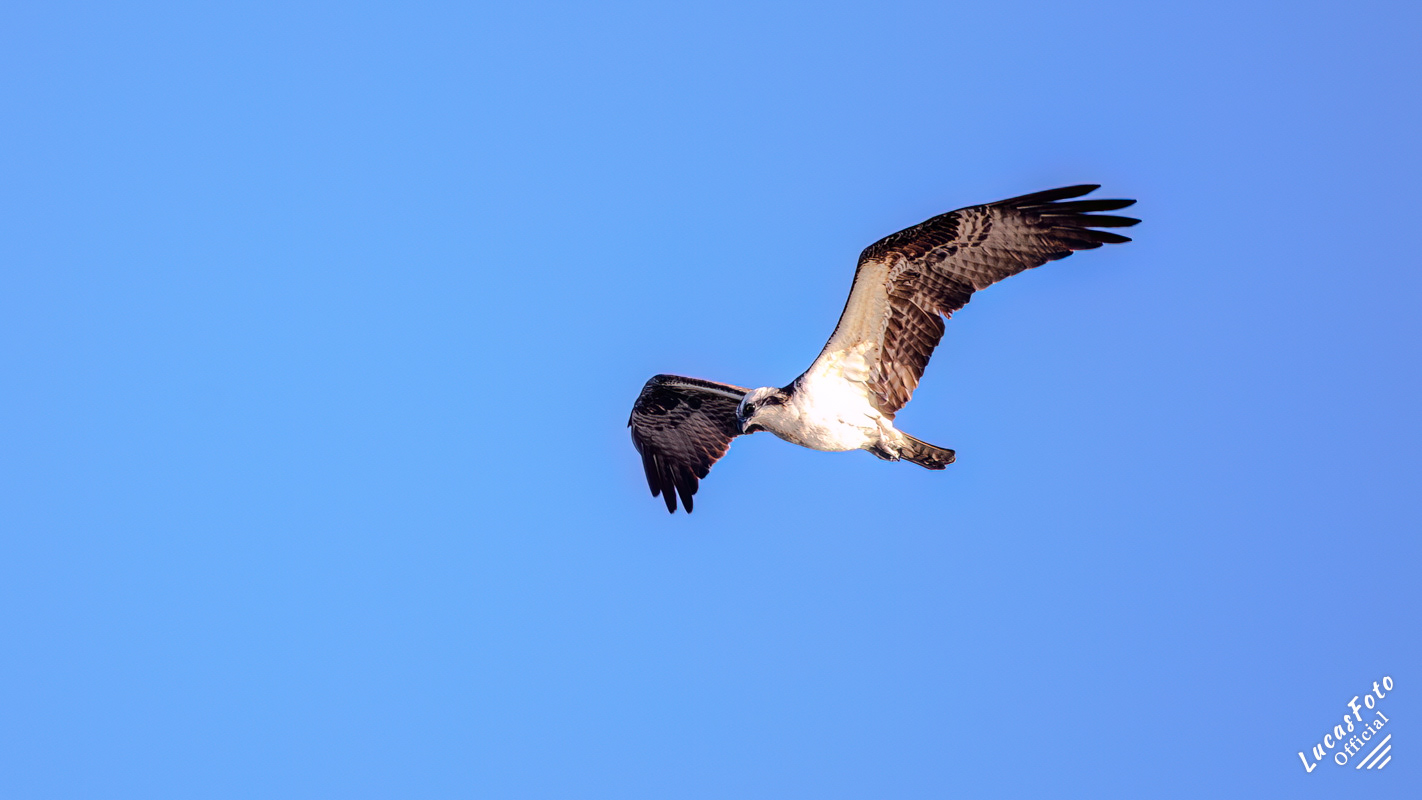 Osprey