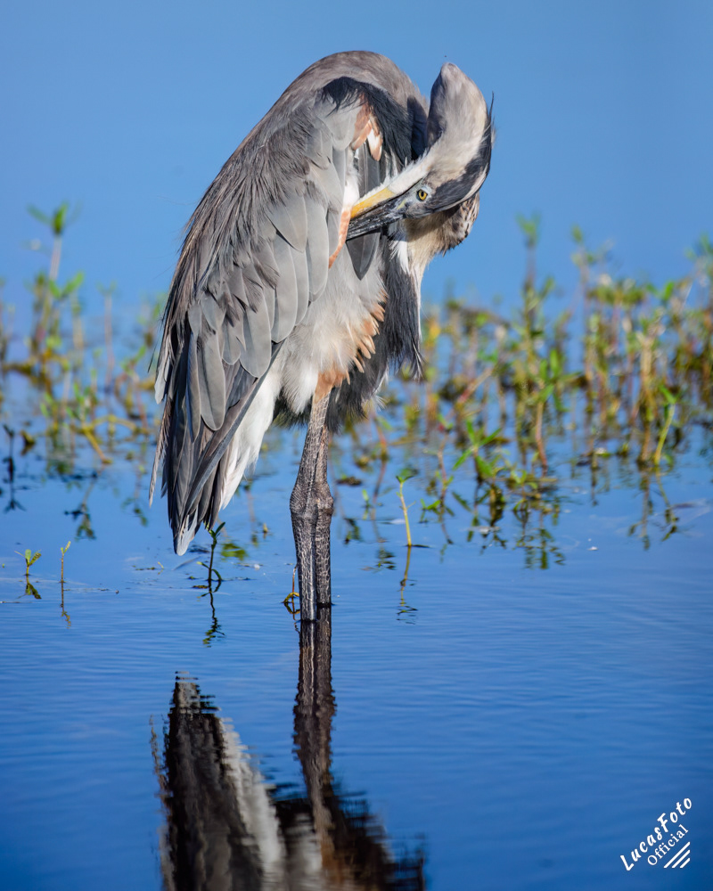 Great Blue Heron