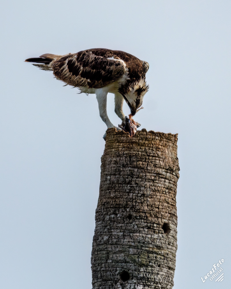 Osprey