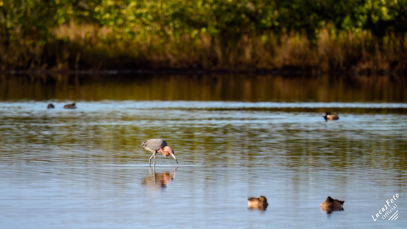 Reddish Egret