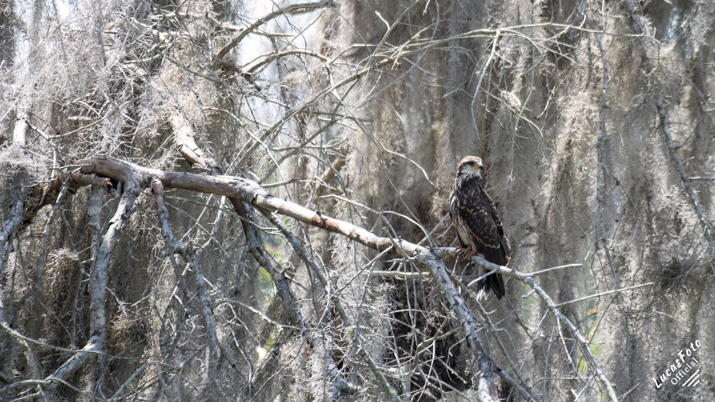 Snail Kite