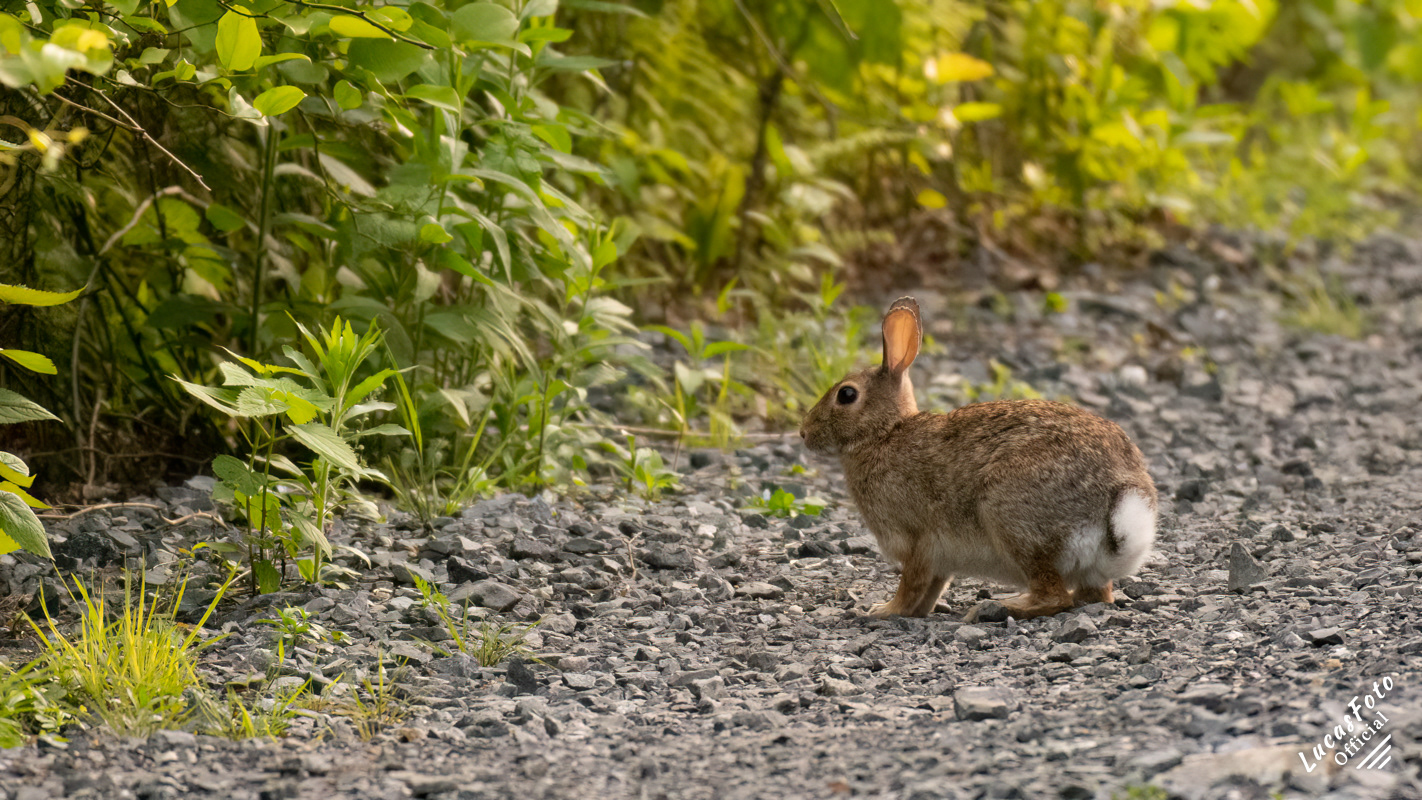 Cottontail Rabbit