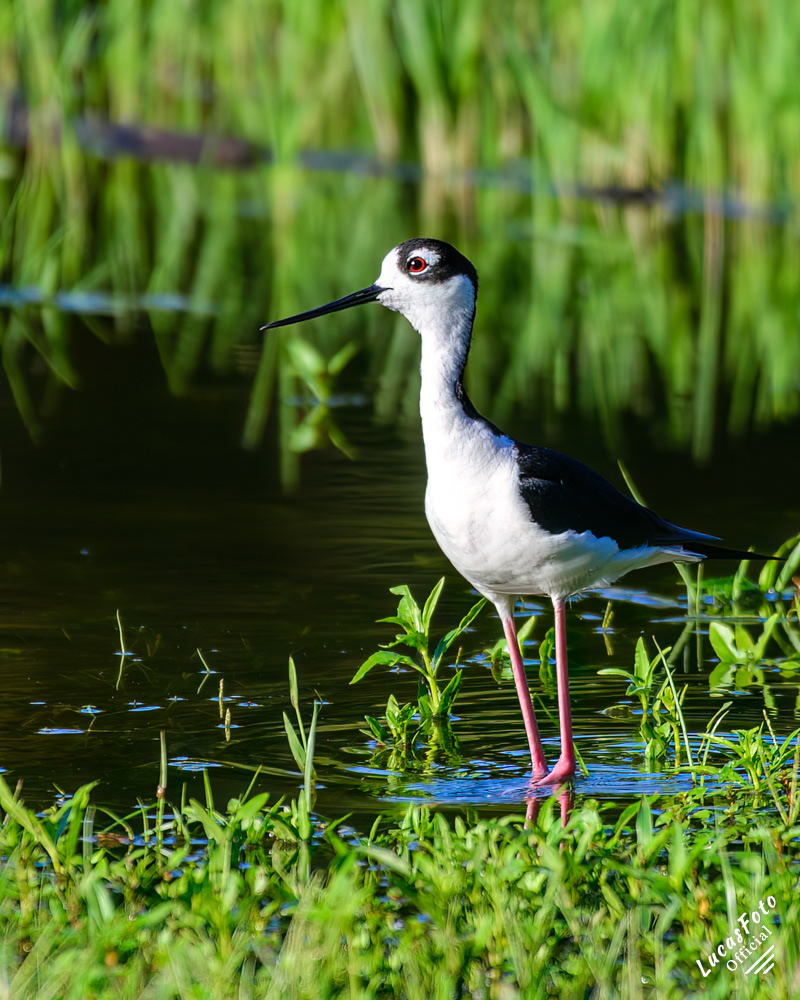 Black-necked Stilt