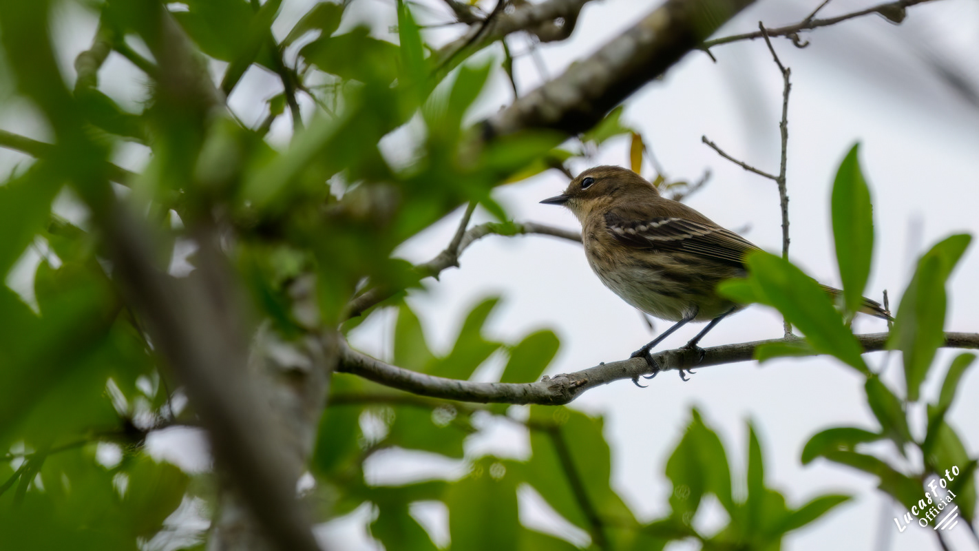 Yellow-rumped Warbler