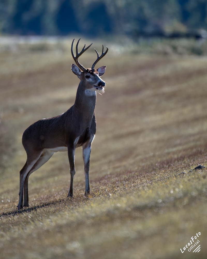 Whitetail