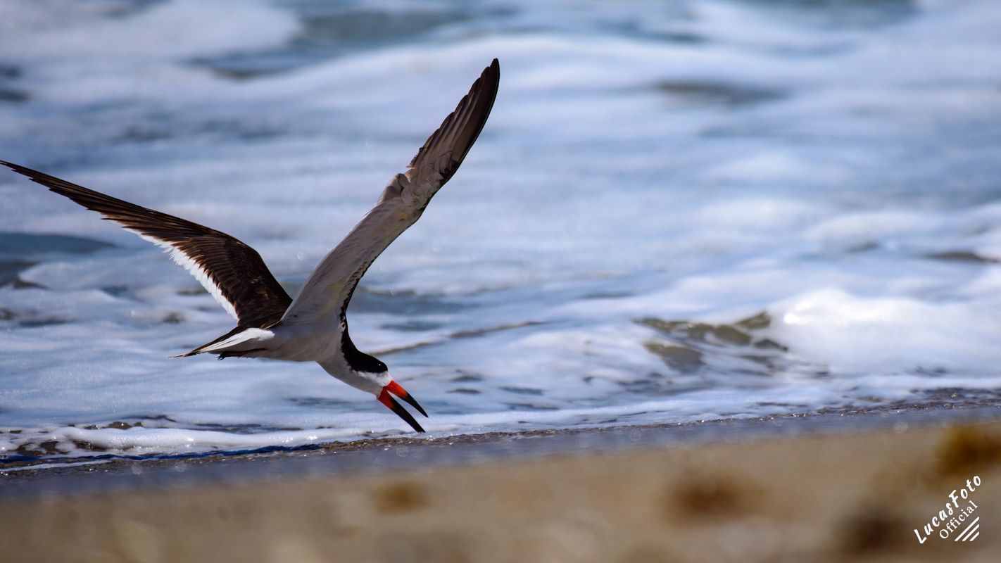 Black Skimmer