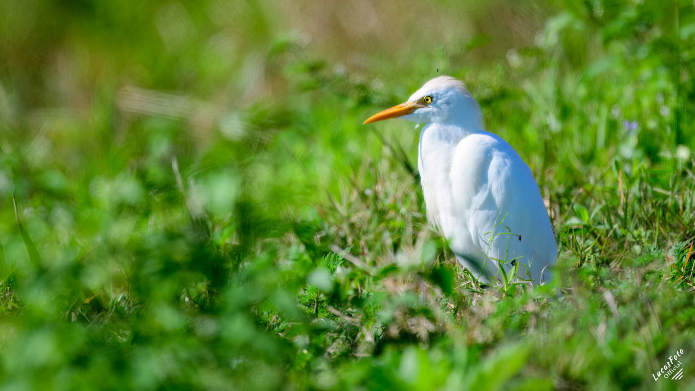 Cattle Egret