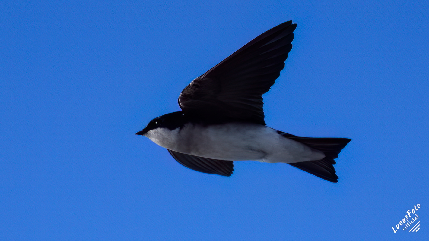Tree Swallow