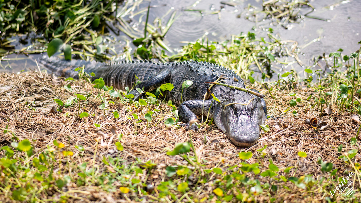 Alligator