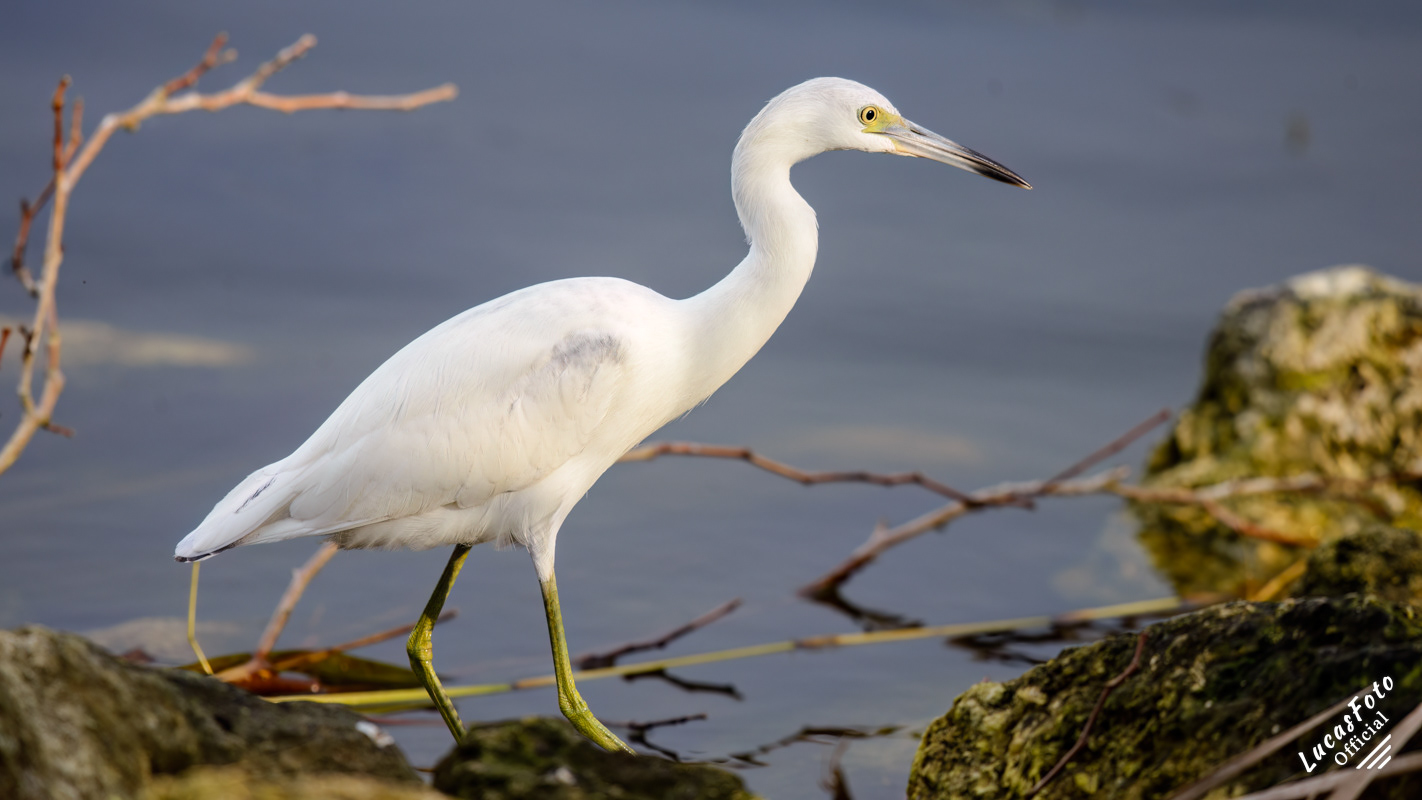 Juvenile Little Blue Heron