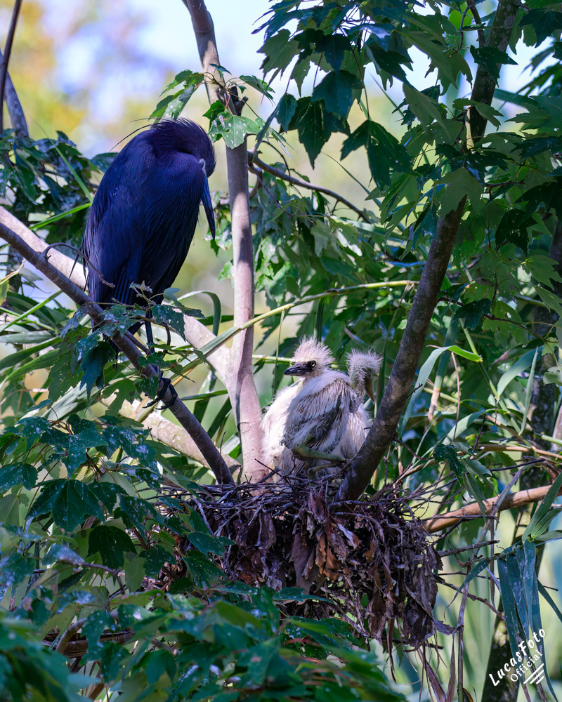 Little Blue Heron