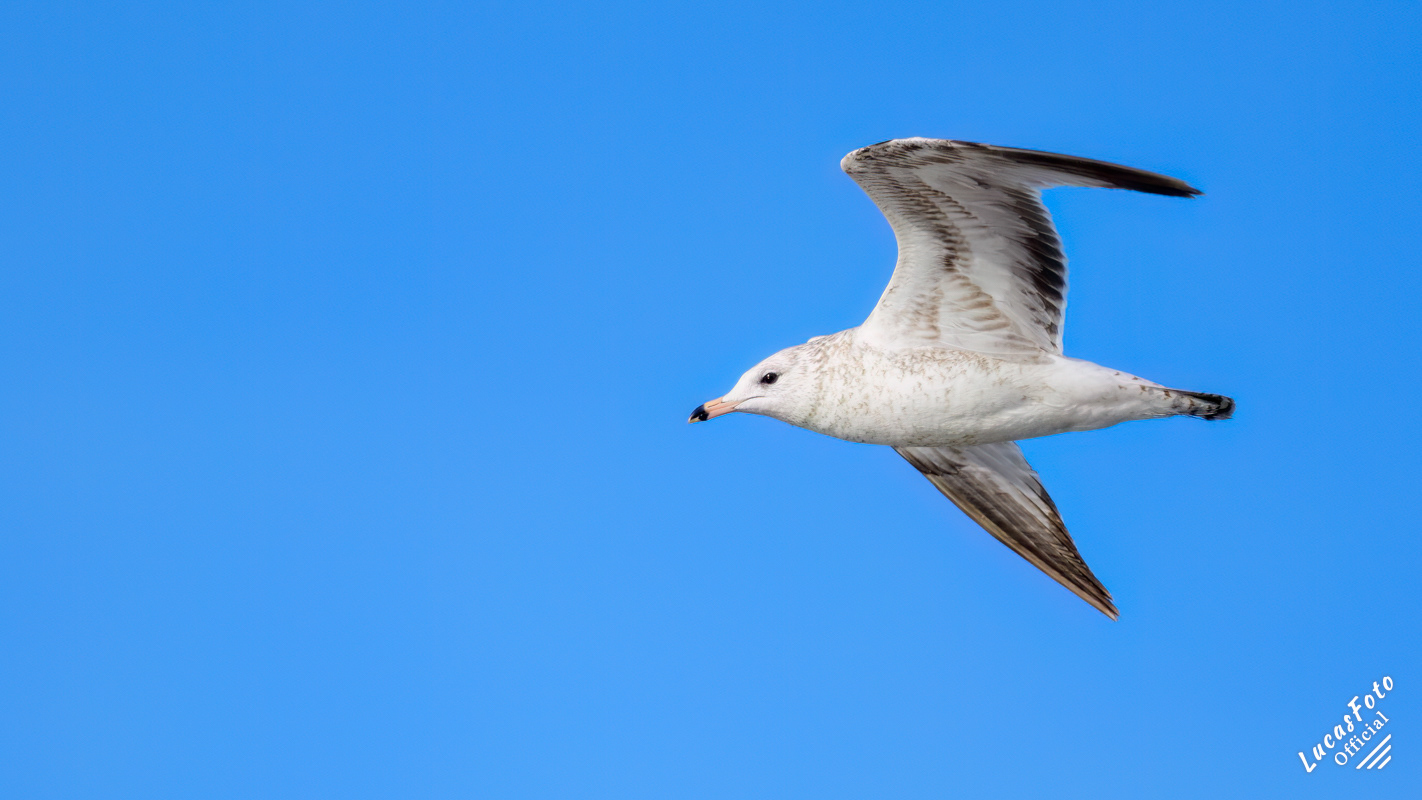 Ring-billed Gull