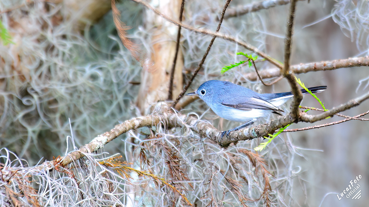 Blue-gray Gnatcatcher