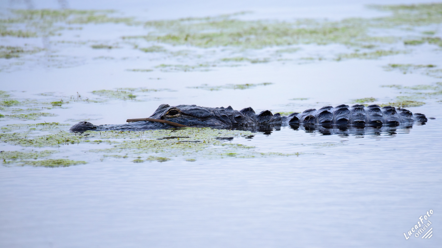Alligator