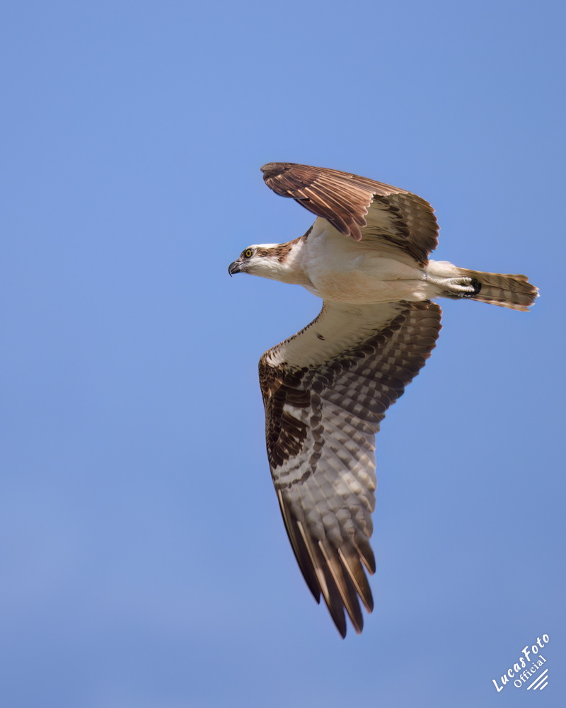 Osprey