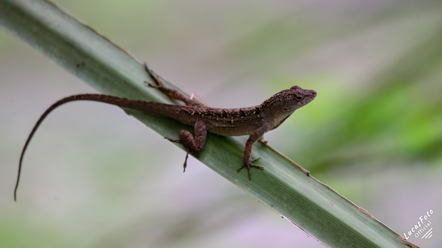 Brown Anole