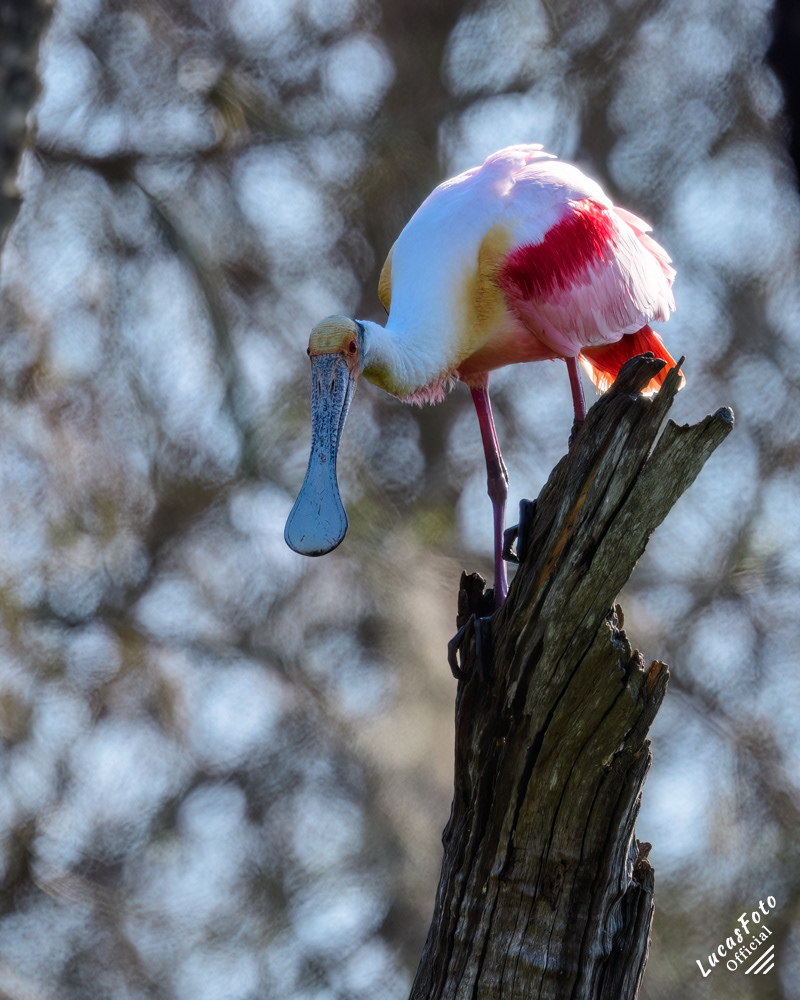 Roseate Spoonbill
