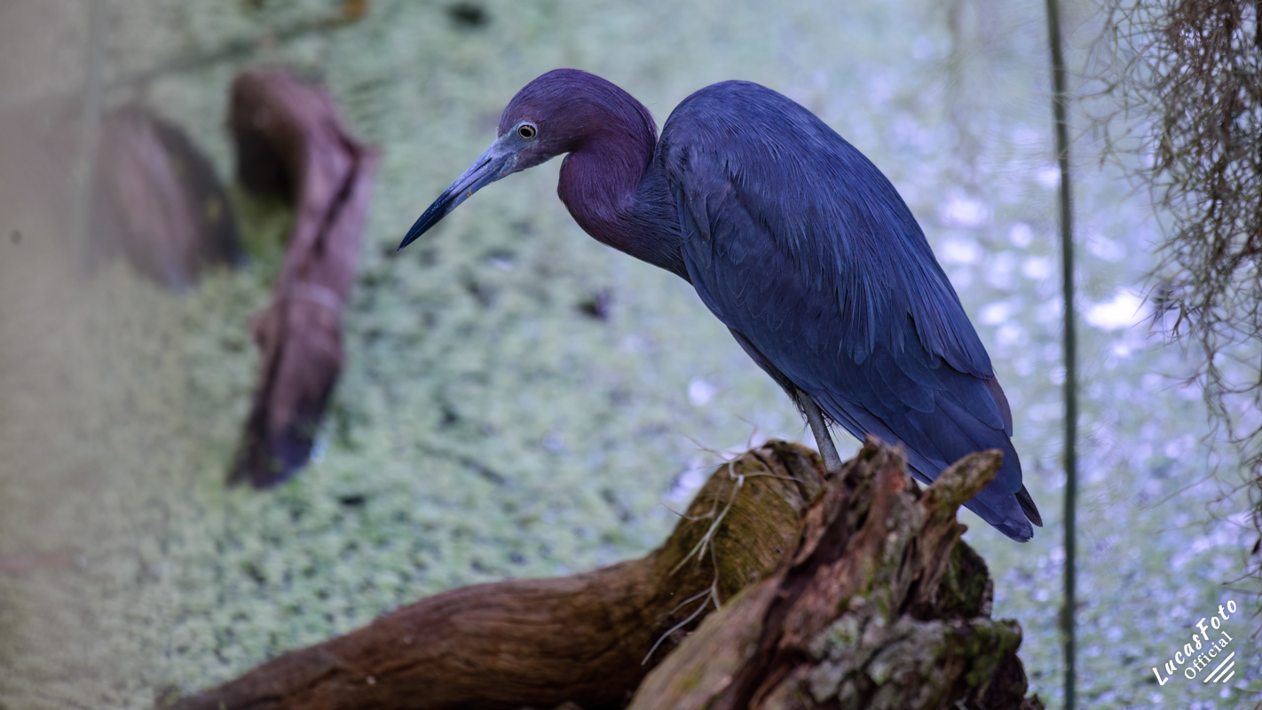 Little Blue Heron