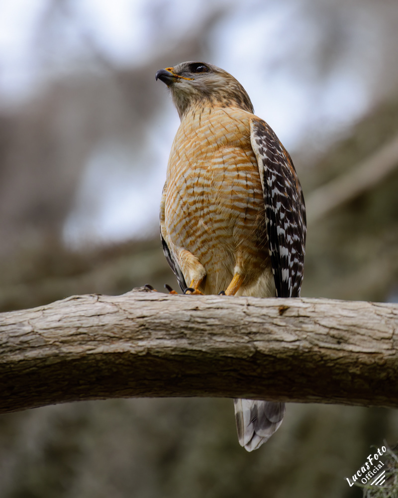 Red-shouldered Hawk