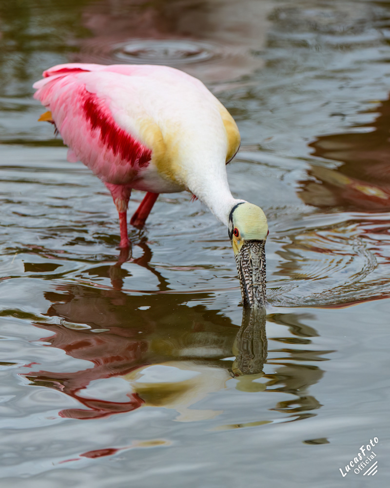 Roseate Spoonbill