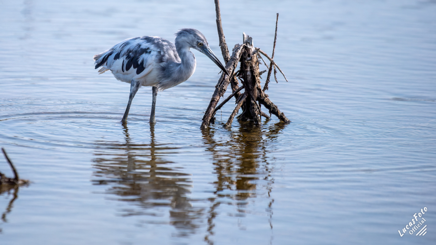 Juvenile Little Blue Heron