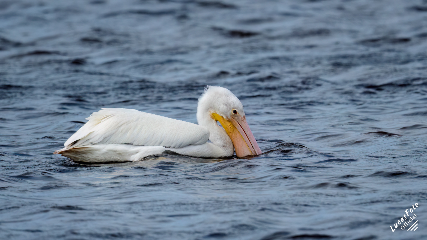 American White Pelican