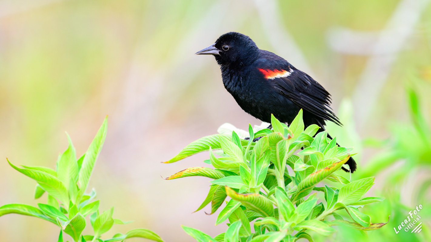 Red-winged Blackbird