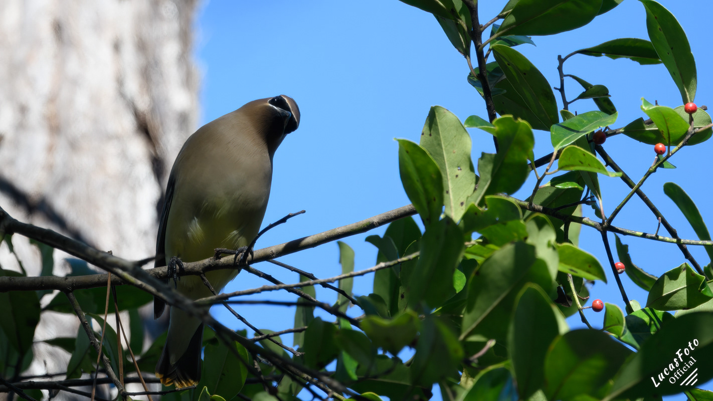 Cedar Waxwing