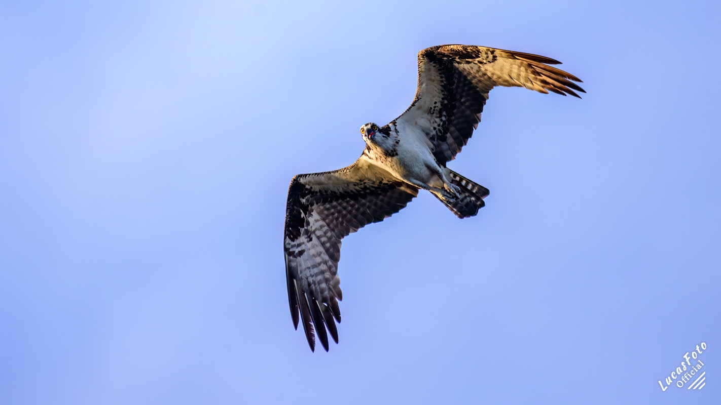 Osprey