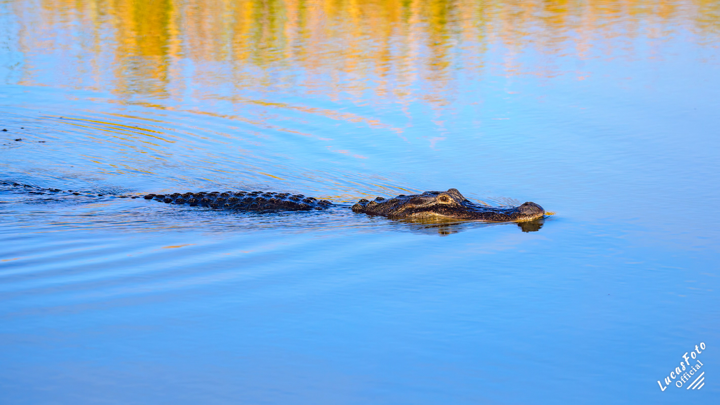 Alligator