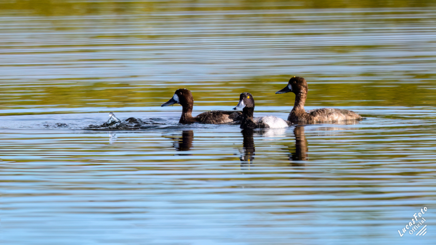 Lesser Scaup