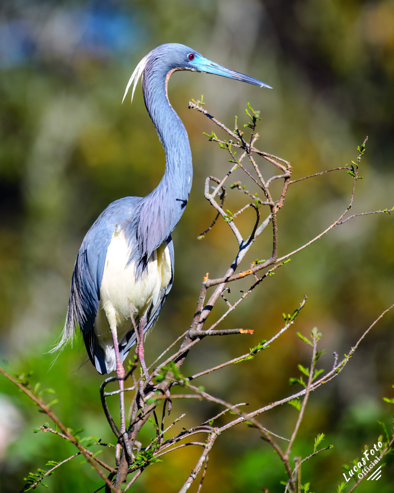 Tricolored Heron