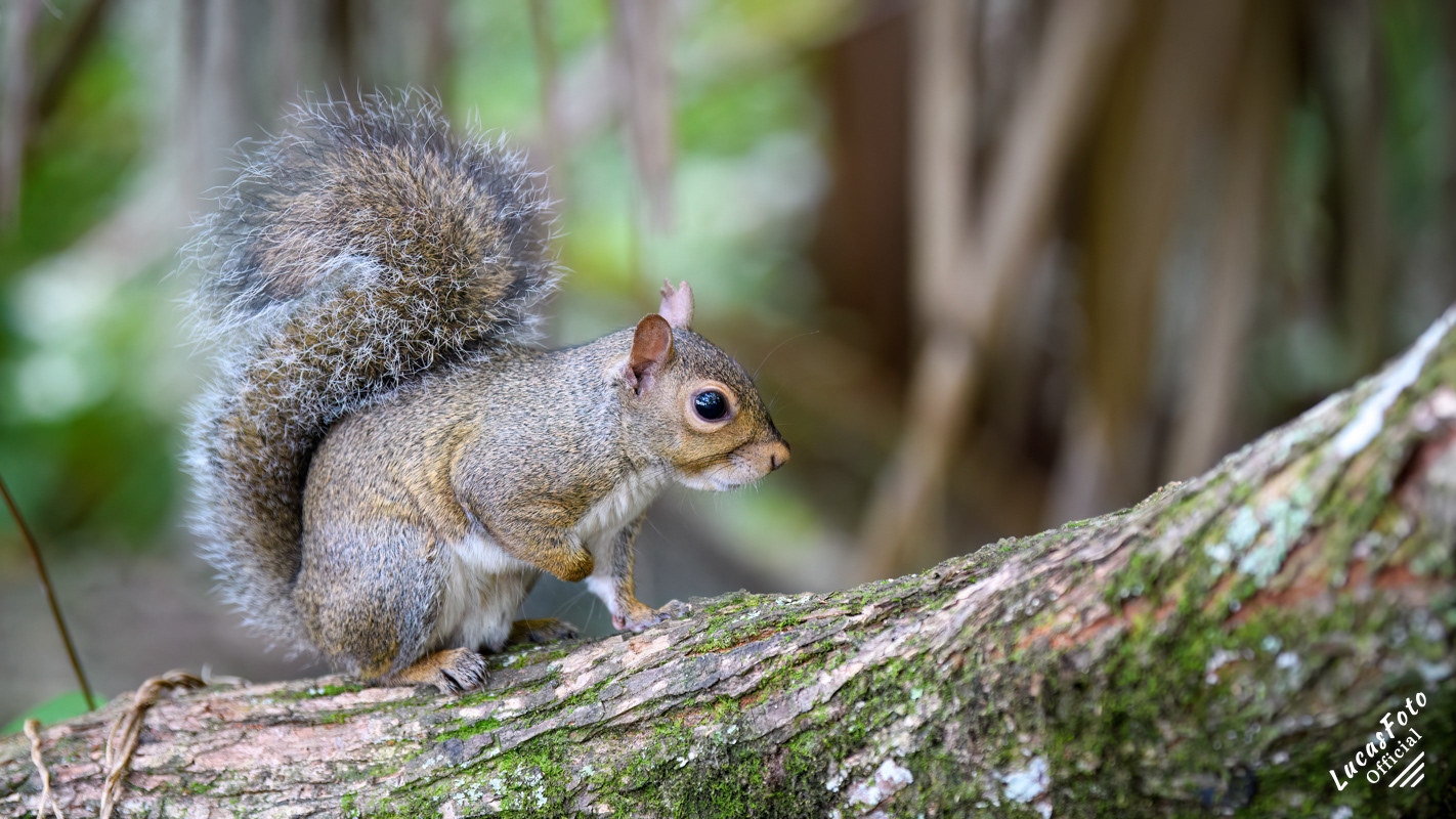 Gray Squirrel