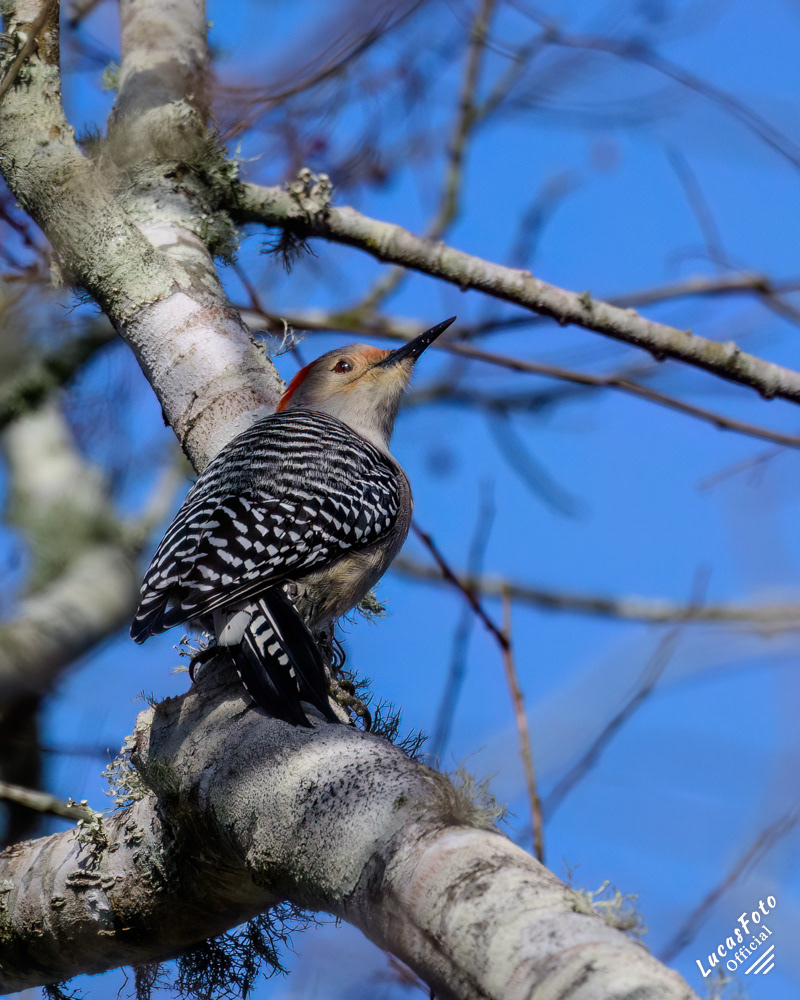 Red-bellied Woodpecker