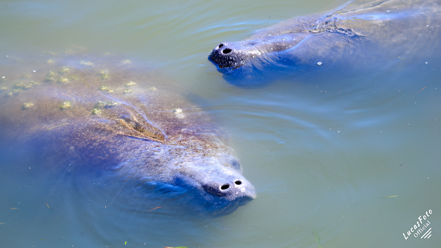 Manatee