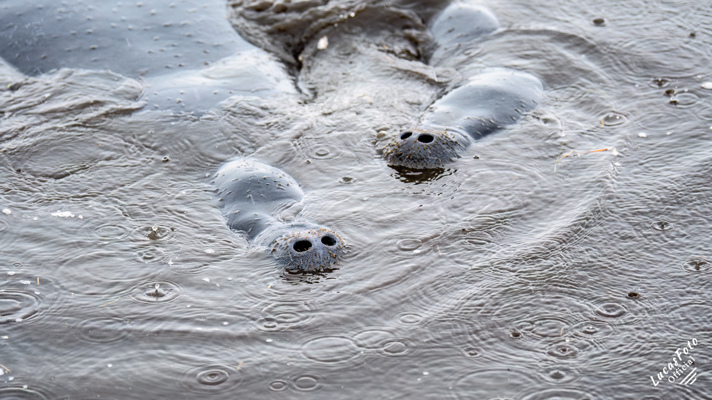 Manatee Mating Ball/Herd